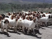 ماعز (دفعة، الجنس غير محدد), Boer goat — الصورة 3