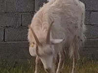 母山羊, Goats — 照片 1