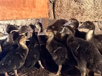 Ducks — Foto 2