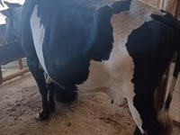 Kuh, Holstein-Rasse — Foto 3