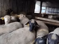 Widder, Ile-de-France sheep — Foto 5