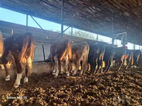 Toro, Simmental cattle — foto 4
