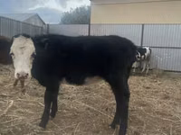 Kuh, Russian Black pied cattle — Foto 7
