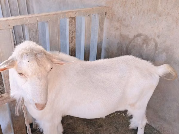 Ziegenbock, Saanen goat
