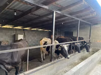母牛, Russian Black pied cattle — 照片 2