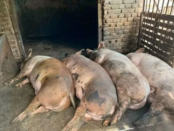 Schweine (Partie, Geschlecht nicht angegeben), 