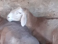 كبش, Arashan sheep — الصورة 3