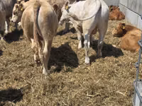 Toro, Vaca Limousin — foto 2