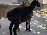 كبش, الأغنام — الصورة 2