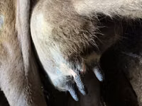 Kuh, Swiss cattle — Foto 3