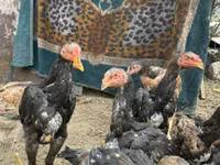 Chickens — photo 8