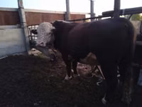 公牛, Kazakh White-headed cow — 照片 3