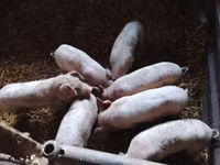 Schweine (Partie, Geschlecht nicht angegeben), Schweine — Foto 1