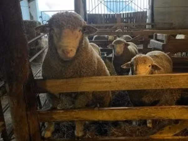 Carnero, Ile-de-France sheep
