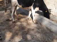 Kuh, Russian Black pied cattle — Foto 1