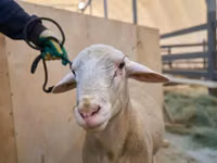 Widder, Lacaune sheep — Foto 2