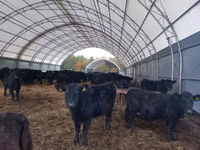 Vaca, Aberdeen-Angus — foto 3