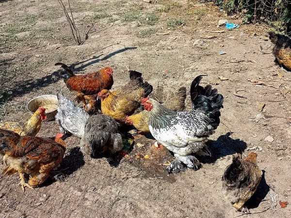 Chickens — Kirgisistan