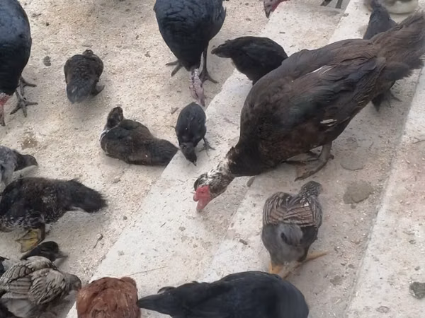 Turkeys — Kirgisistan