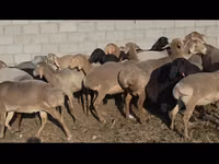 Schaf, Arashan sheep — Foto 8
