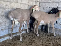 Widder, Arashan sheep — Foto 3