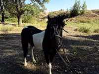 Pferde (Partie, Geschlecht nicht angegeben), American shetland pony — Foto 4