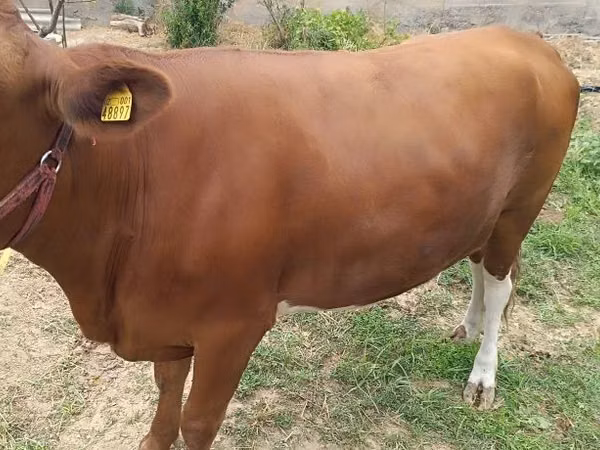 Kuh, Simmental cattle