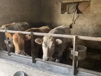 Kuh, Russian Black pied cattle — Foto 2
