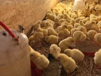 Chickens — Foto 5