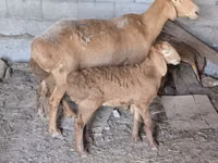 نعجة, Tian-Shan semifinewool sheep — الصورة 4