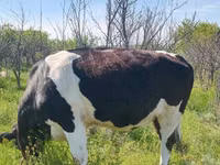 Kuh, Russian Black pied cattle — Foto 2