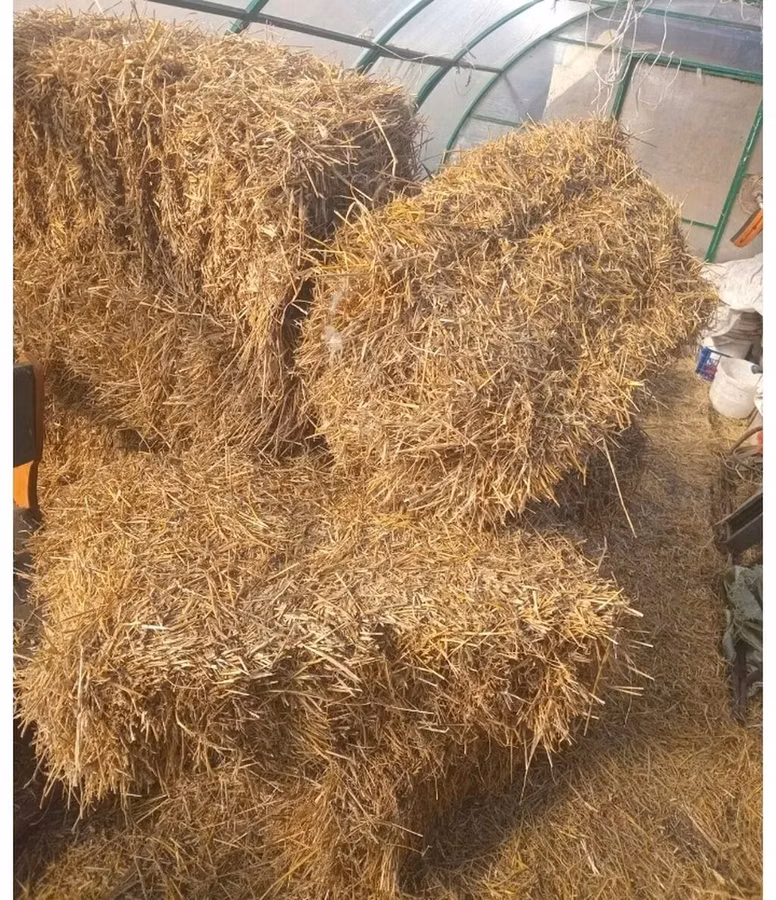Продаю солому ячменную!
Тюки хорошего качества, плотные, сухие!