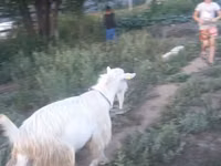母山羊, Saanen goat — 照片 2