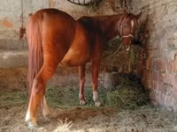 Horse (M), Horses — photo 4