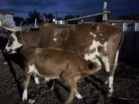 गाय, Latvian Blue cattle — फ़ोटो 1