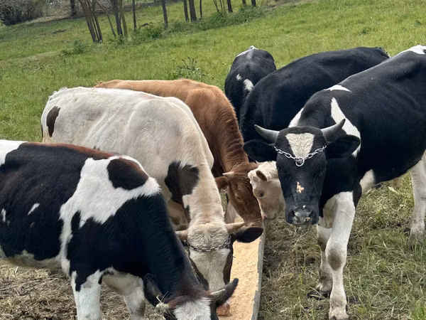 Bull, Holstein breed