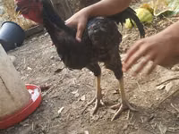 Chickens — Foto 2