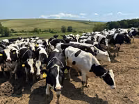 Kuh, Holstein-Rasse — Foto 5