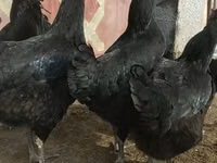 Chickens — الصورة 2