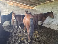 Horse (M), Horses — photo 6