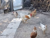 Chickens — Foto 8