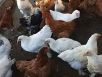 Chickens — الصورة 1