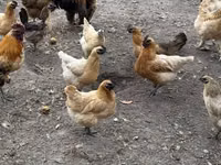 Chickens — 4-сурет
