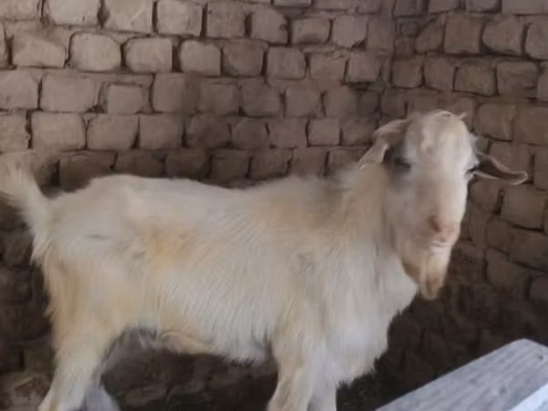母山羊, Alpine goat — 乌兹别克斯坦