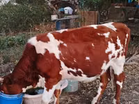母牛, Cattle — 照片 3