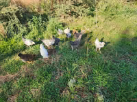 Chickens — Foto 1