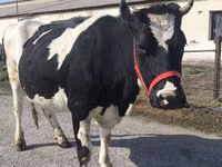 Kuh, Russian Black pied cattle — Foto 3