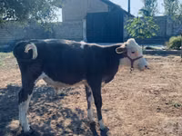 Bulle, Simmental cattle — Foto 1