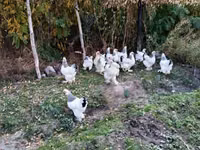Brahma — foto 2