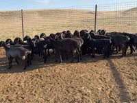 Қошқар, Hissar sheep — 6-сурет